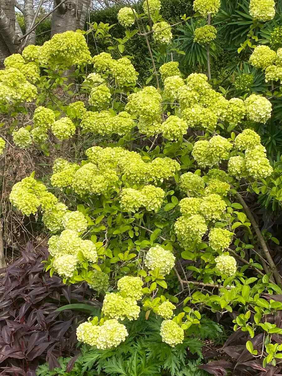 Viburnum cold-hardy shrubs for South Dakota