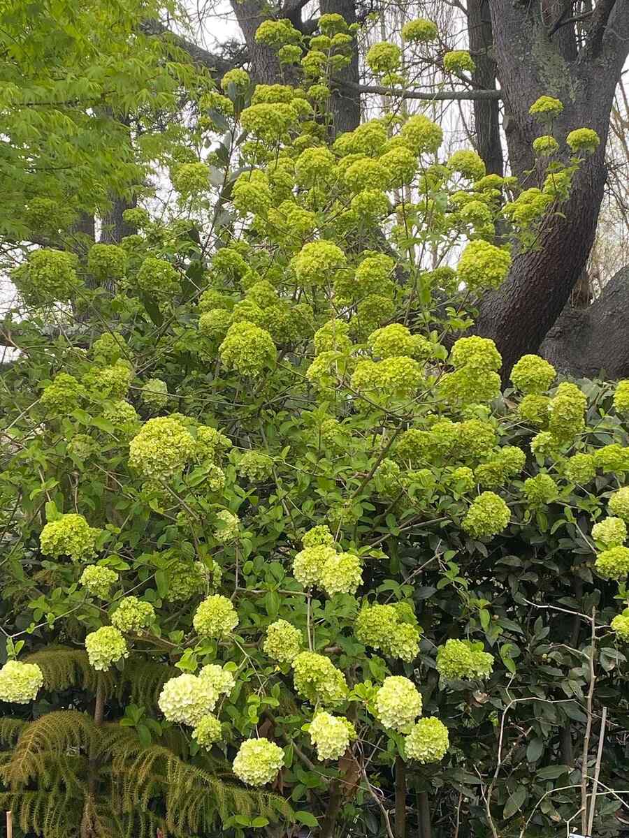 Viburnum for the Pacific Northwest climate