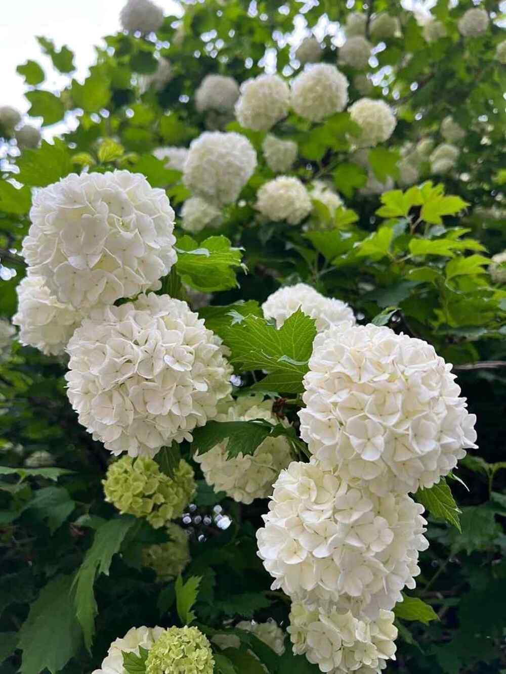 Viburnum, credit-viverodaniel.azul