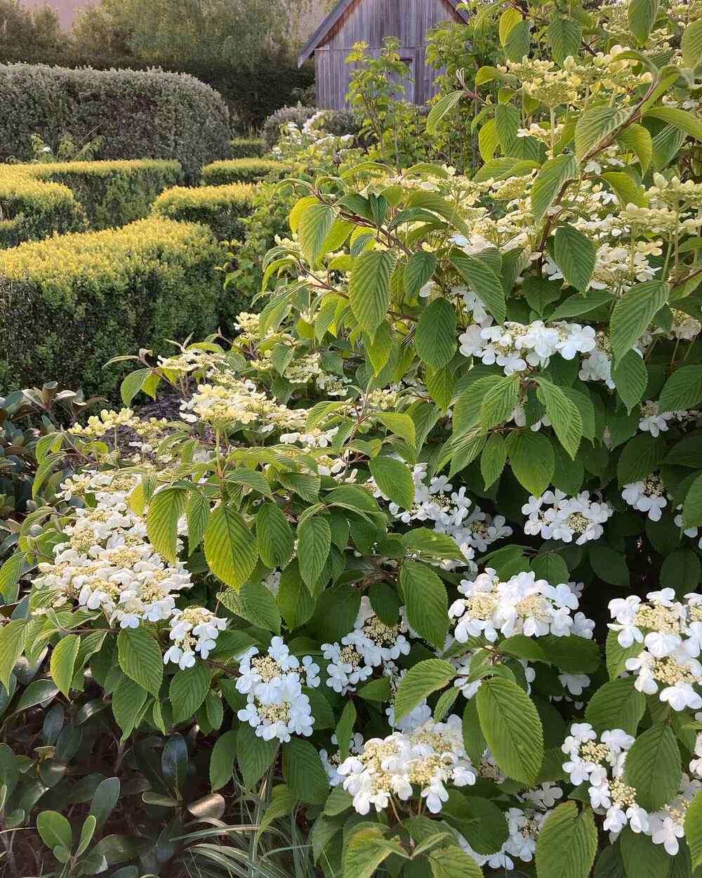 Viburnum hardy shrubs for East North Central states