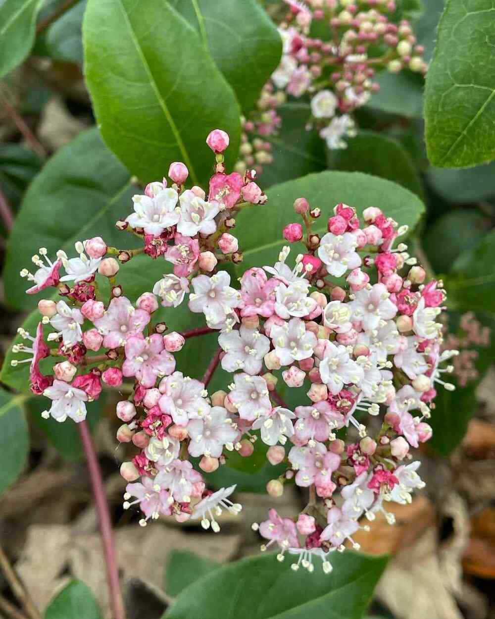 Viburnum tinus, credit-the_insomniac_gardener