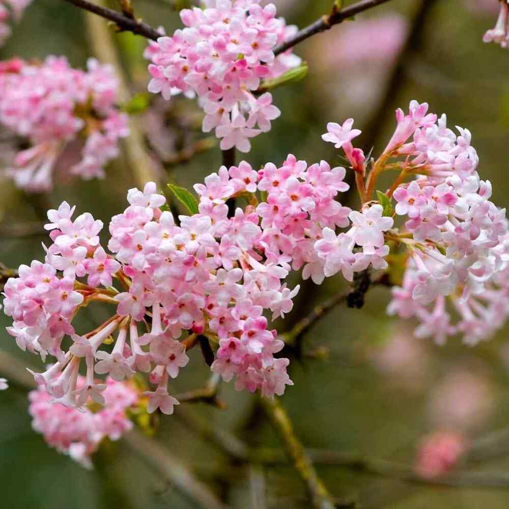 Viburnum x bodnantense, credit-eaugalai.lt
