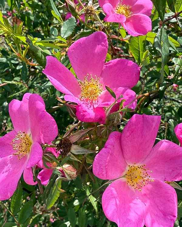 Virginia Rose credit-lakehopatcong