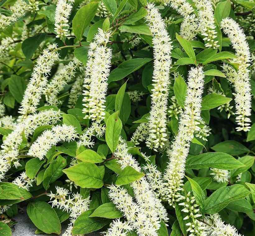 Virginia Sweetspire, credit-agwanbhagyashree