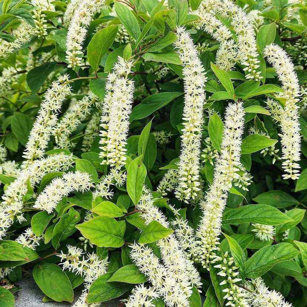 Virginia Sweetspire, credit-agwanbhagyashree