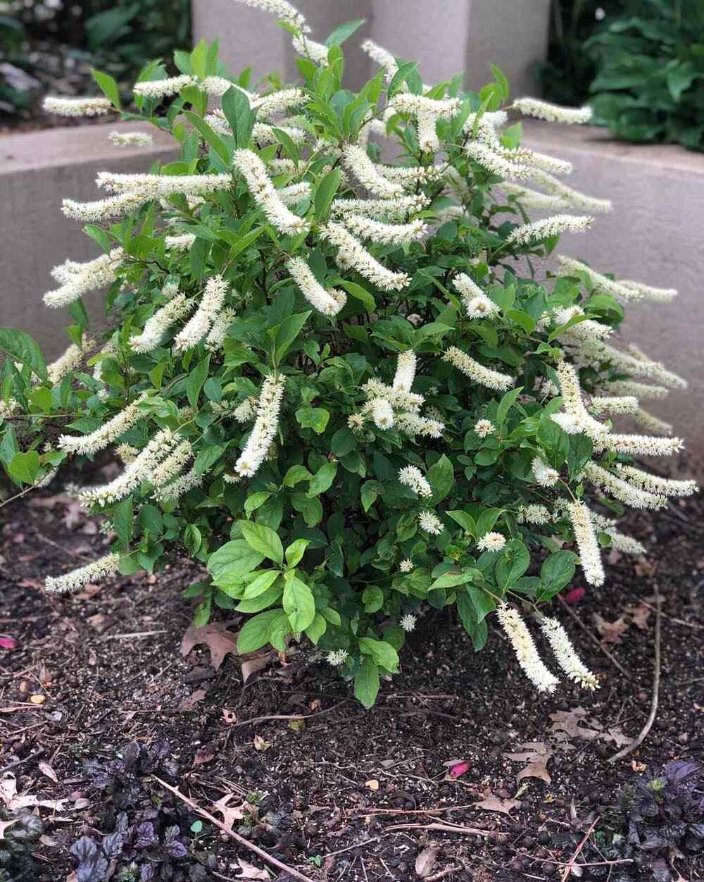 Virginia Sweetspire, credit-dabneynursery