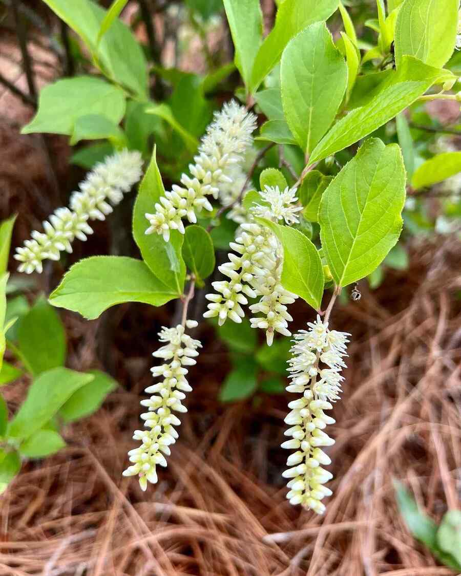 Virginia Sweetspire for Virginia seasonal conditions