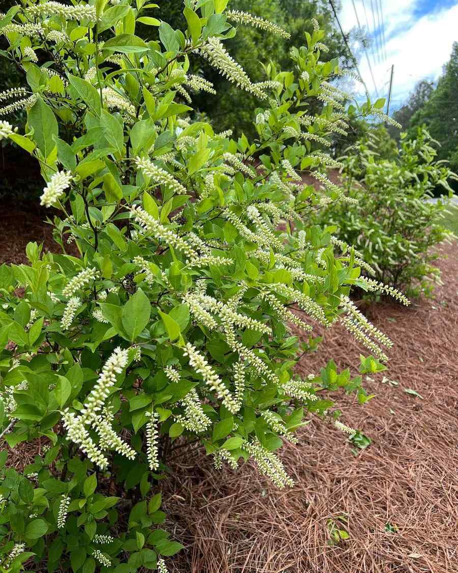 Virginia Sweetspire suited to Georgia climate and soil