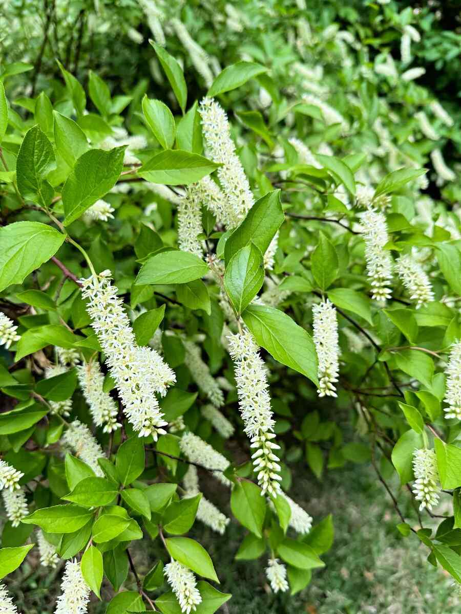 Virginia Sweetspire for low-maintenance Arkansas landscaping