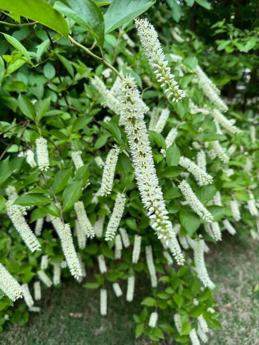 Virginia Sweetspire that thrive in Mississippi heat and humidity