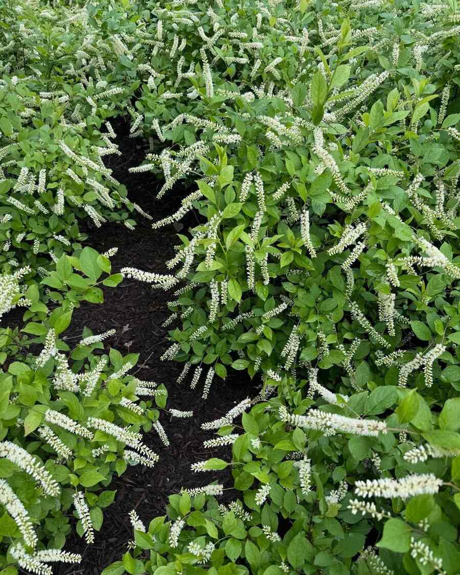 Virginia Sweetspire low-maintenance option for Delaware yards