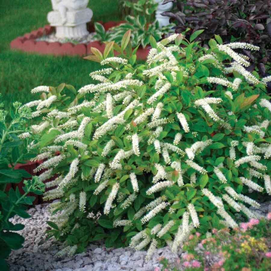 Virginia Sweetspire for Mid-Atlantic landscaping