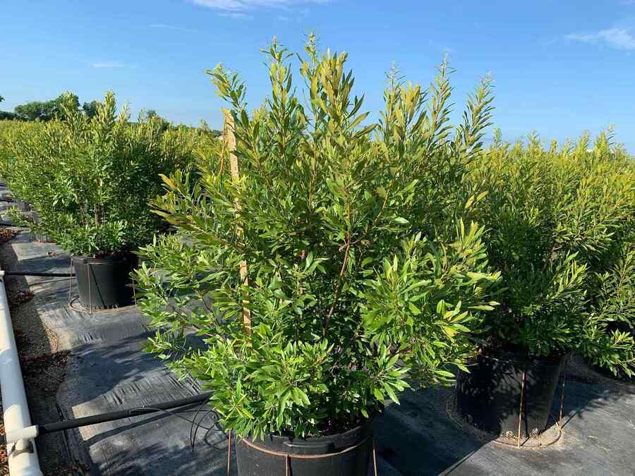 Wax Myrtle