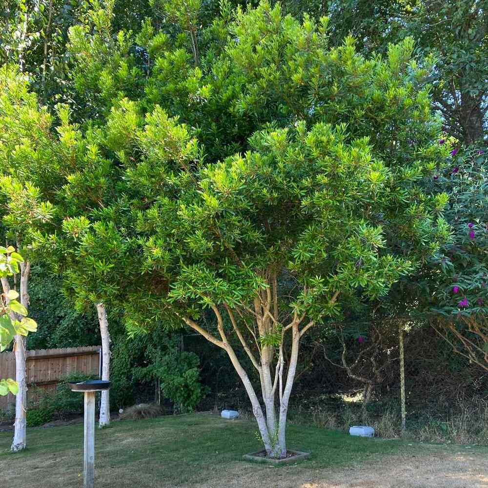 Wax Myrtle, credit-northcoastcnpsnursery