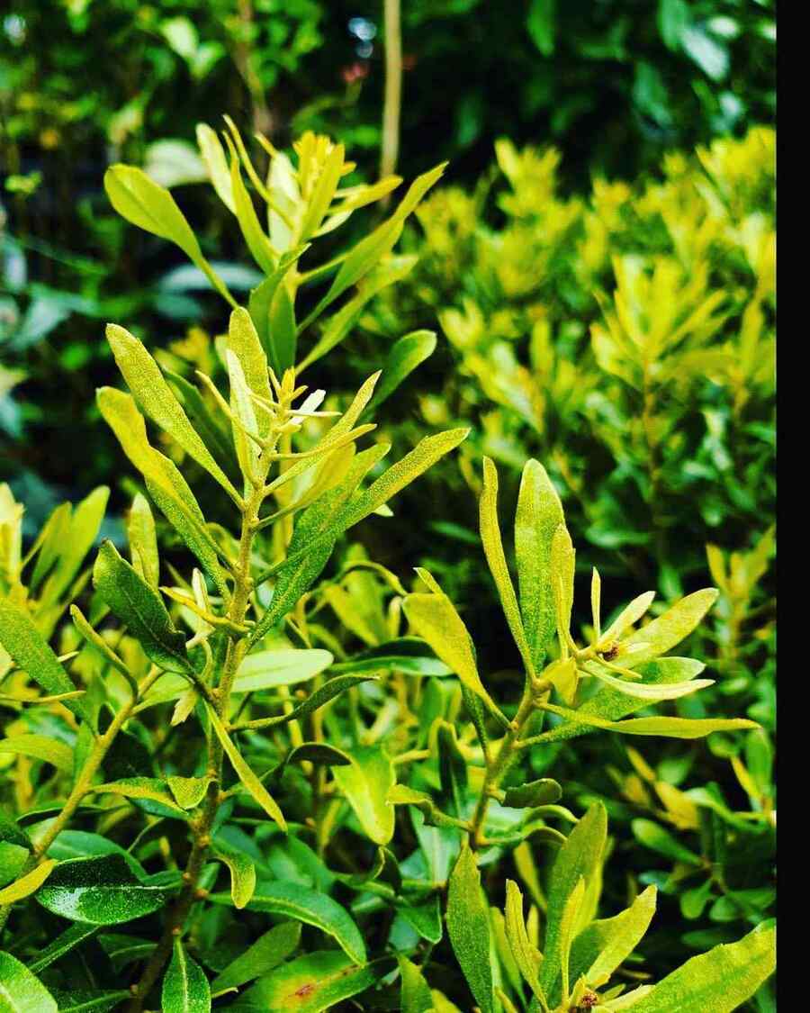Wax Myrtle that thrive in Texas heat