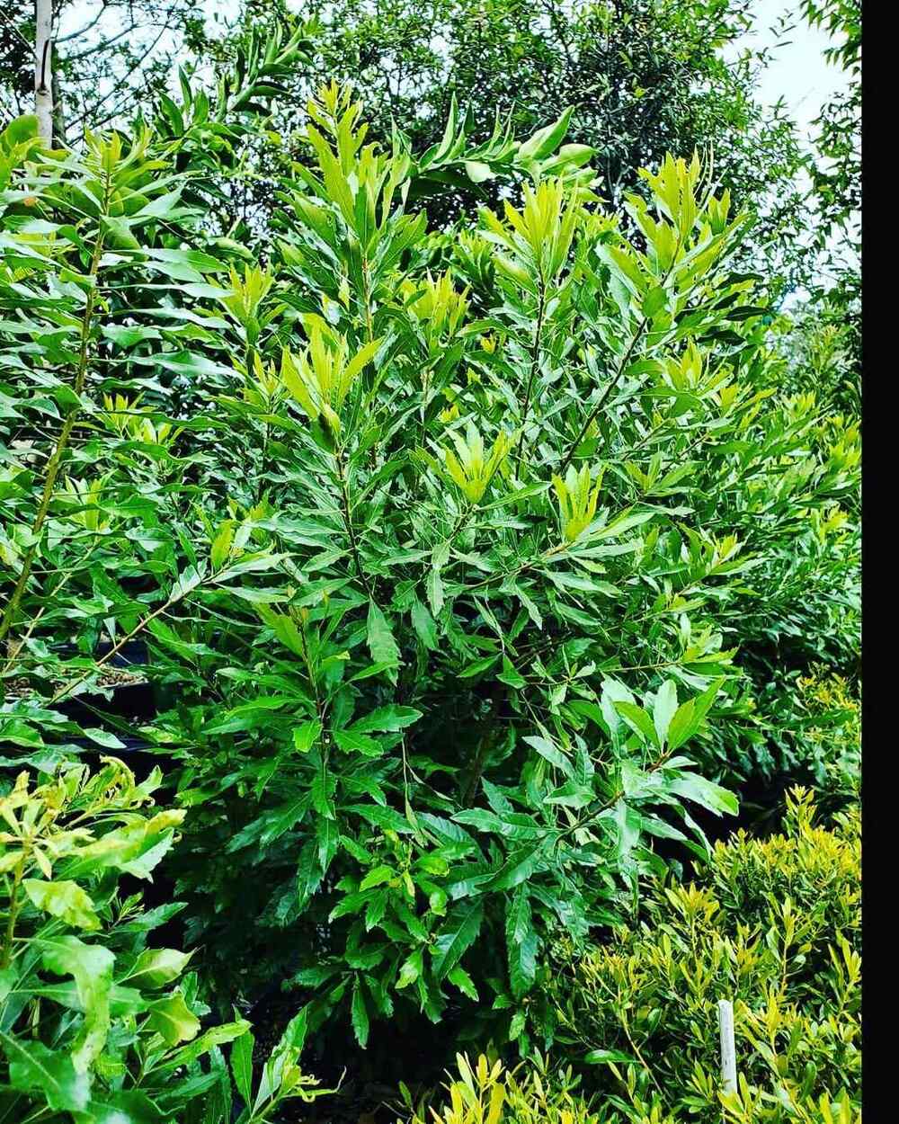 Wax Myrtle for Louisiana landscapes