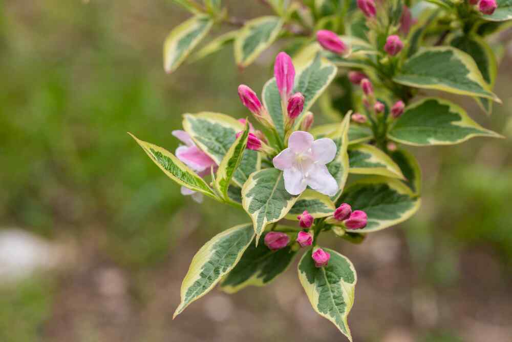 Weigela