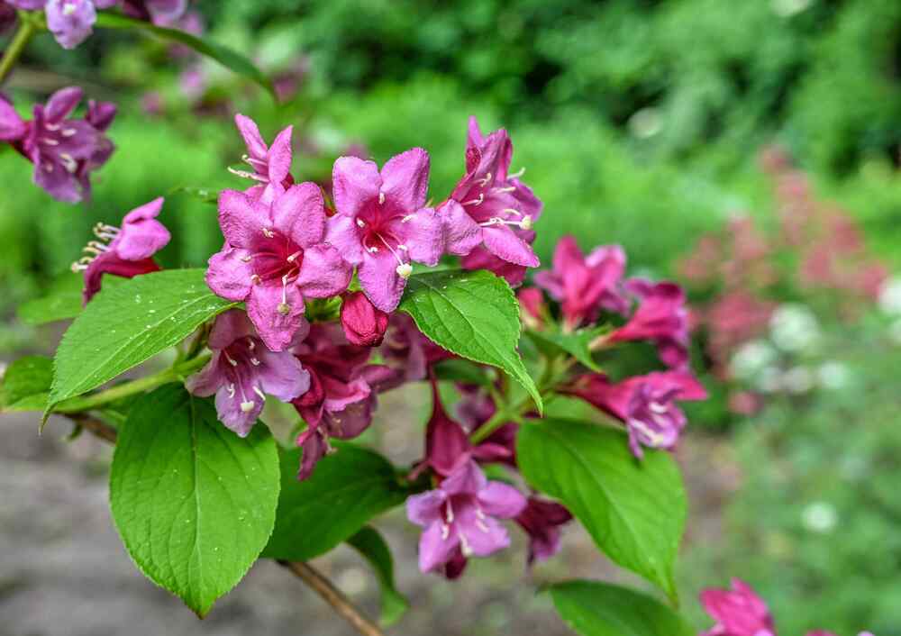 Weigela