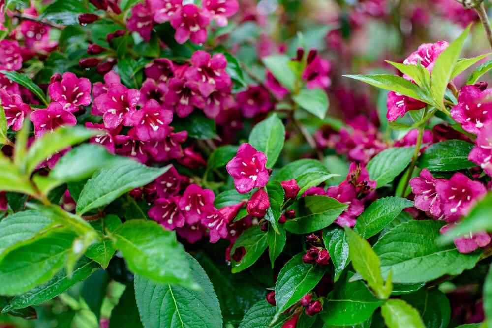 Weigela