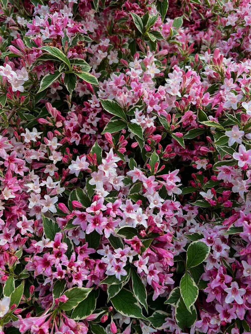 Weigela, credit-alexandersgardening