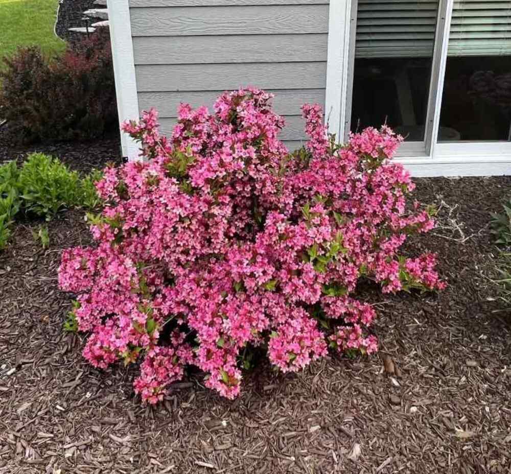 Weigela, credit-smithlawnscapesllc 1