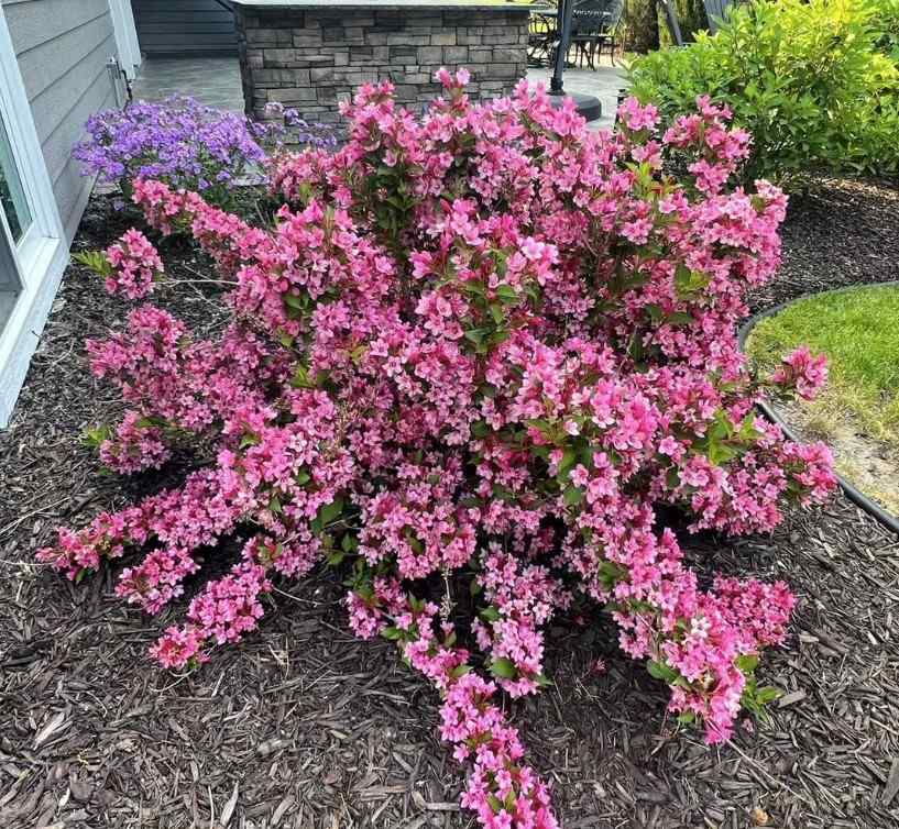 Weigela for Minnesota’s cold climate
