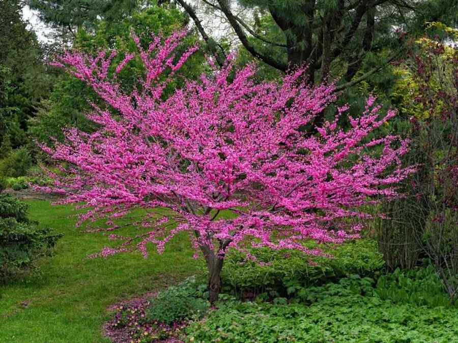 Western Redbud