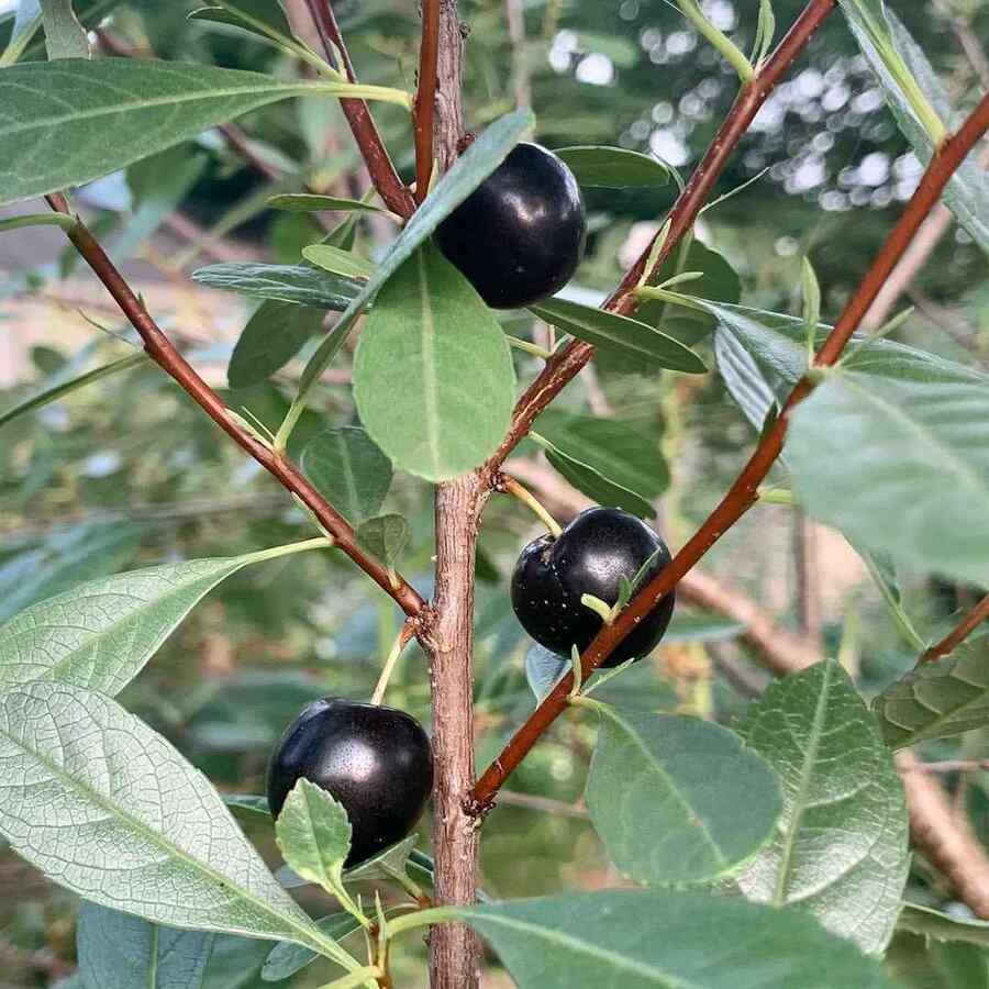 Western Sand Cherry, credit-keren.janssen with Shrubs for Nebraska