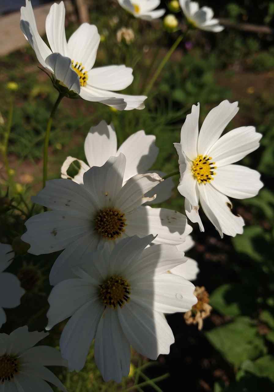 White Cosmos