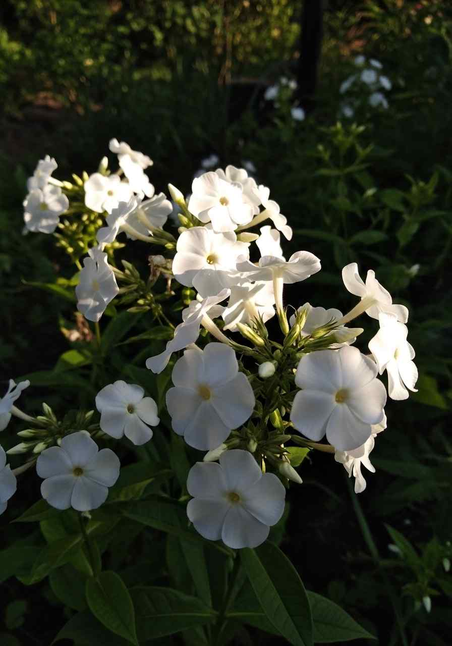 White Garden Phlox