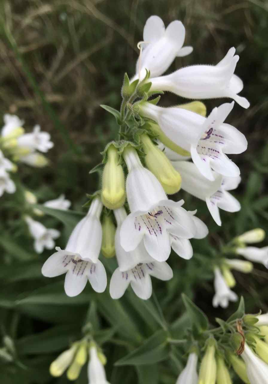 White Penstemon