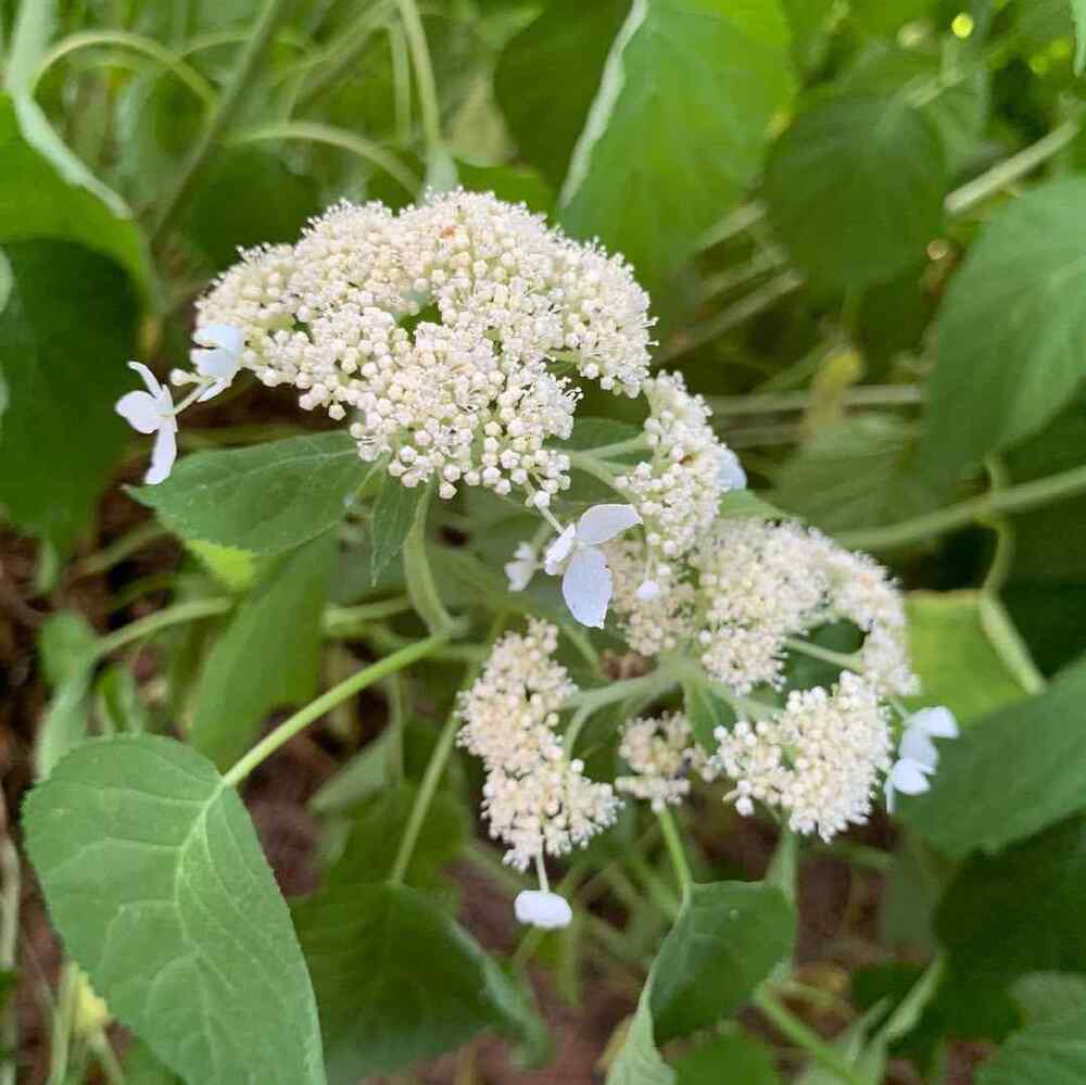 Wild Hydrangea, credit-conservationathome