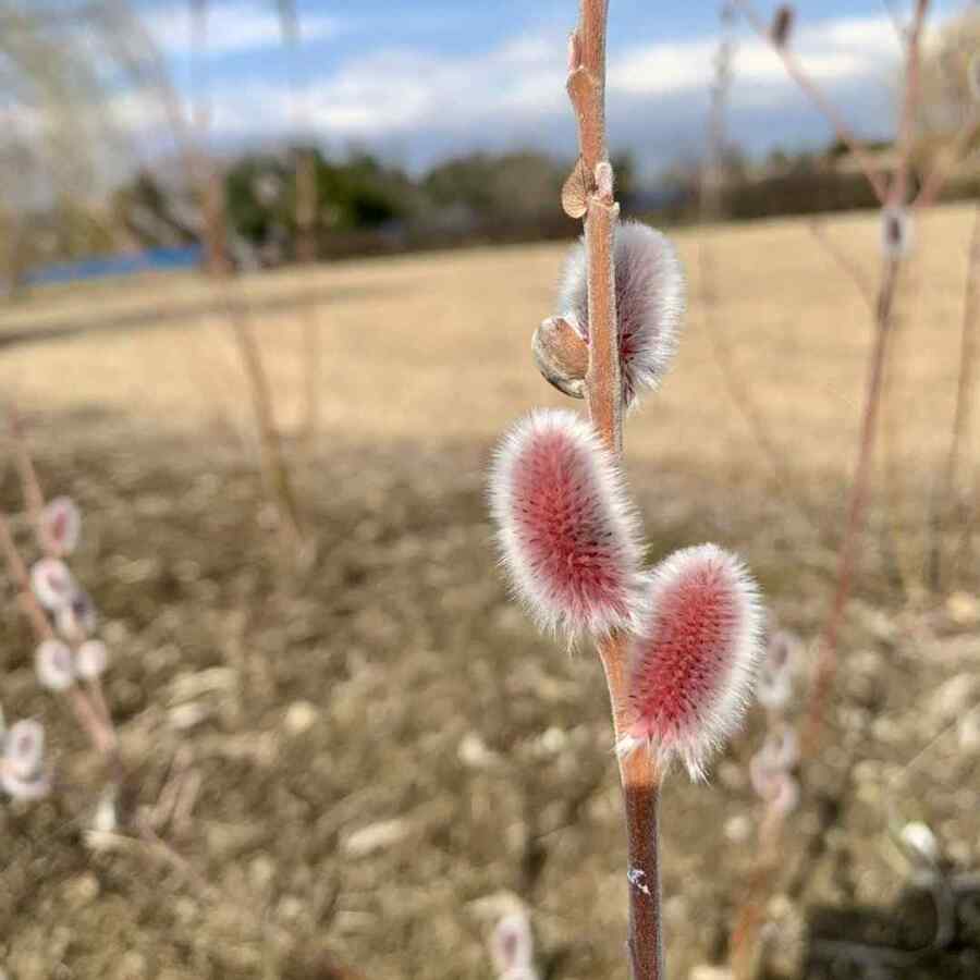 Willow Species a shrub adapted to subarctic and boreal regions