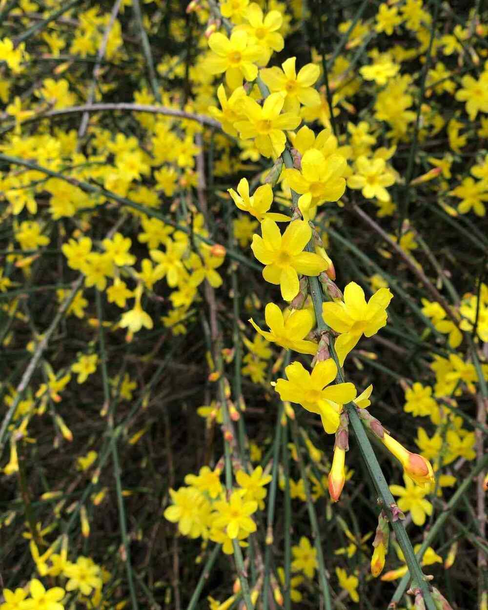 Winter Jasmine, credit-brietheplantlady