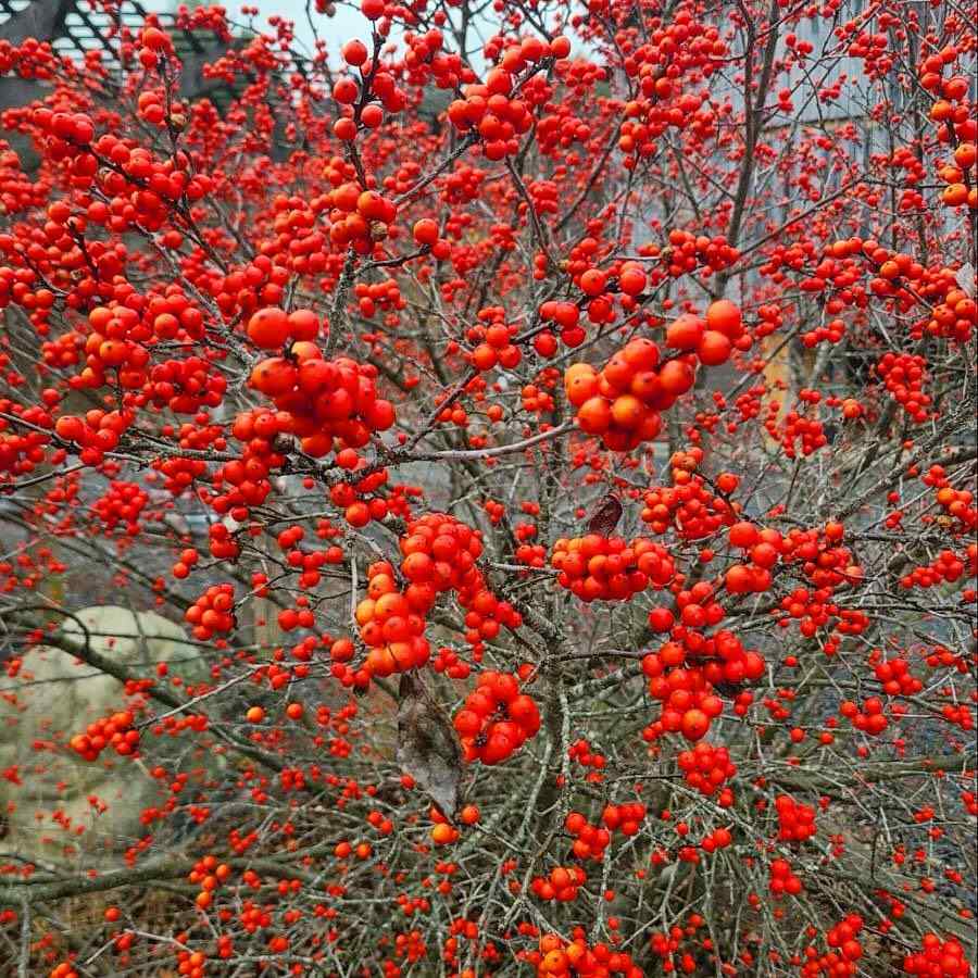 Winterberry Holly for Maryland-friendly landscaping