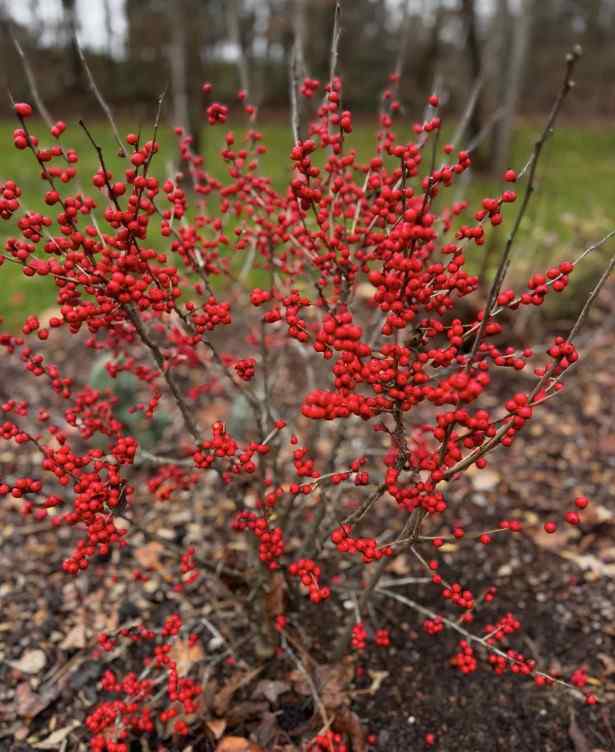 Winterberry Holly, credit-creeksidenursery