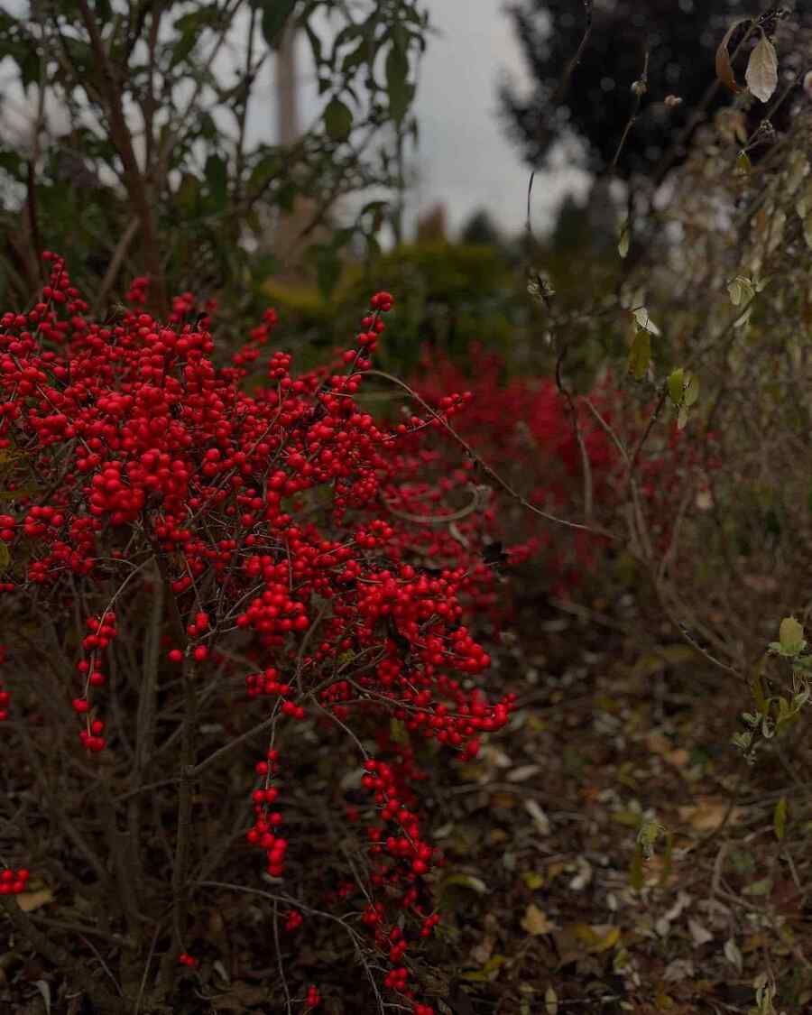 Winterberry Holly best for Delaware planting conditions