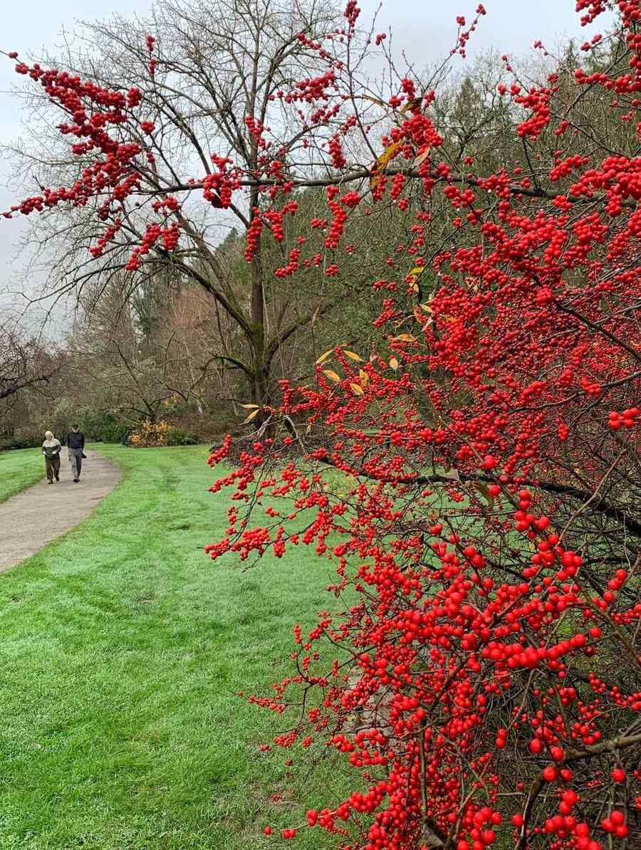 Winterberry Holly for New Hampshire gardens