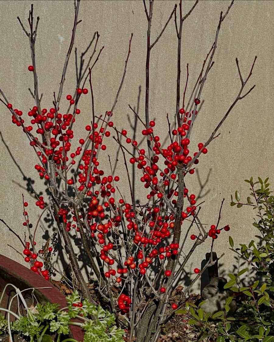 Winterberry Holly Michigan-friendly shrubs for landscaping