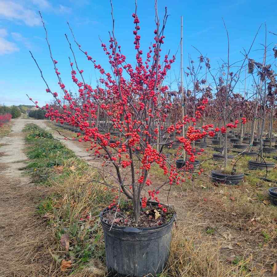 Winterberry Holly best shrubs for New England gardens