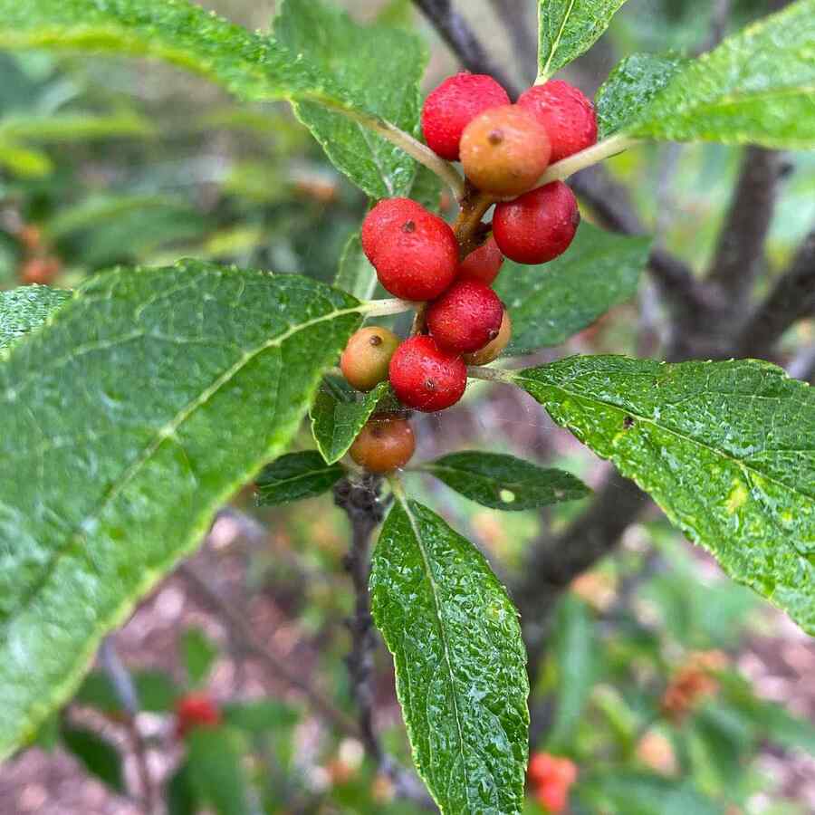 Winterberry Holly suited to Virginia climate and soil