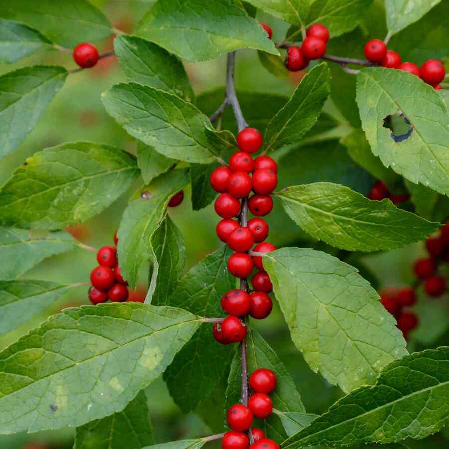 Winterberry ideal for Vermont winters