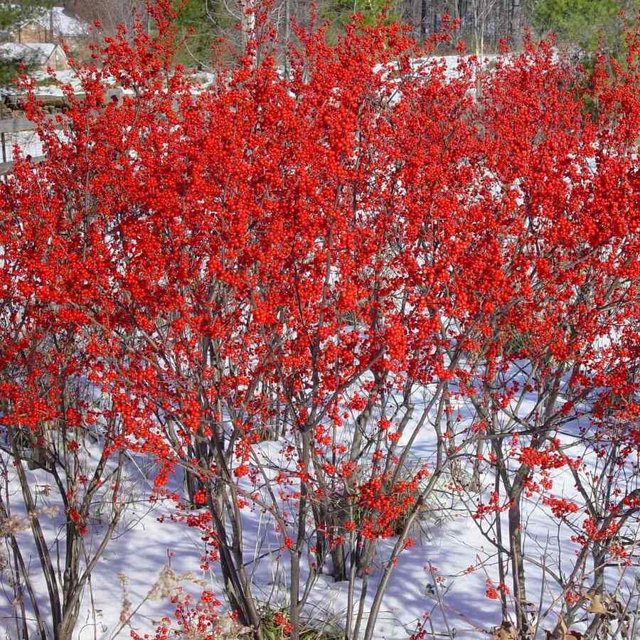 Winterberry for New York gardens
