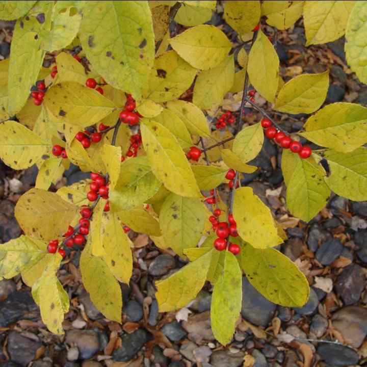 Winterberry adapted to Connecticut soil and seasons