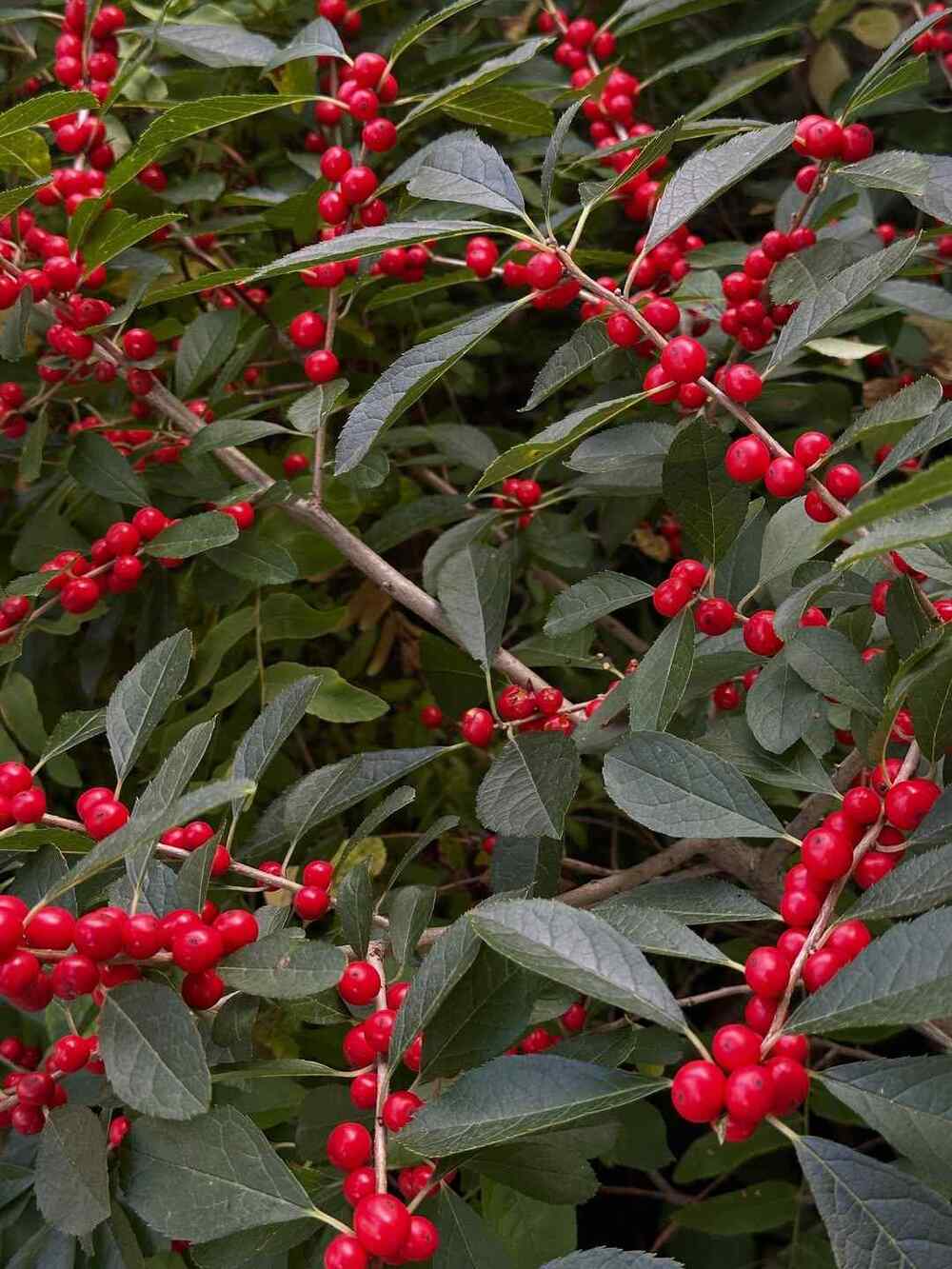 Winterberry low-maintenance shrubs for Maine yards