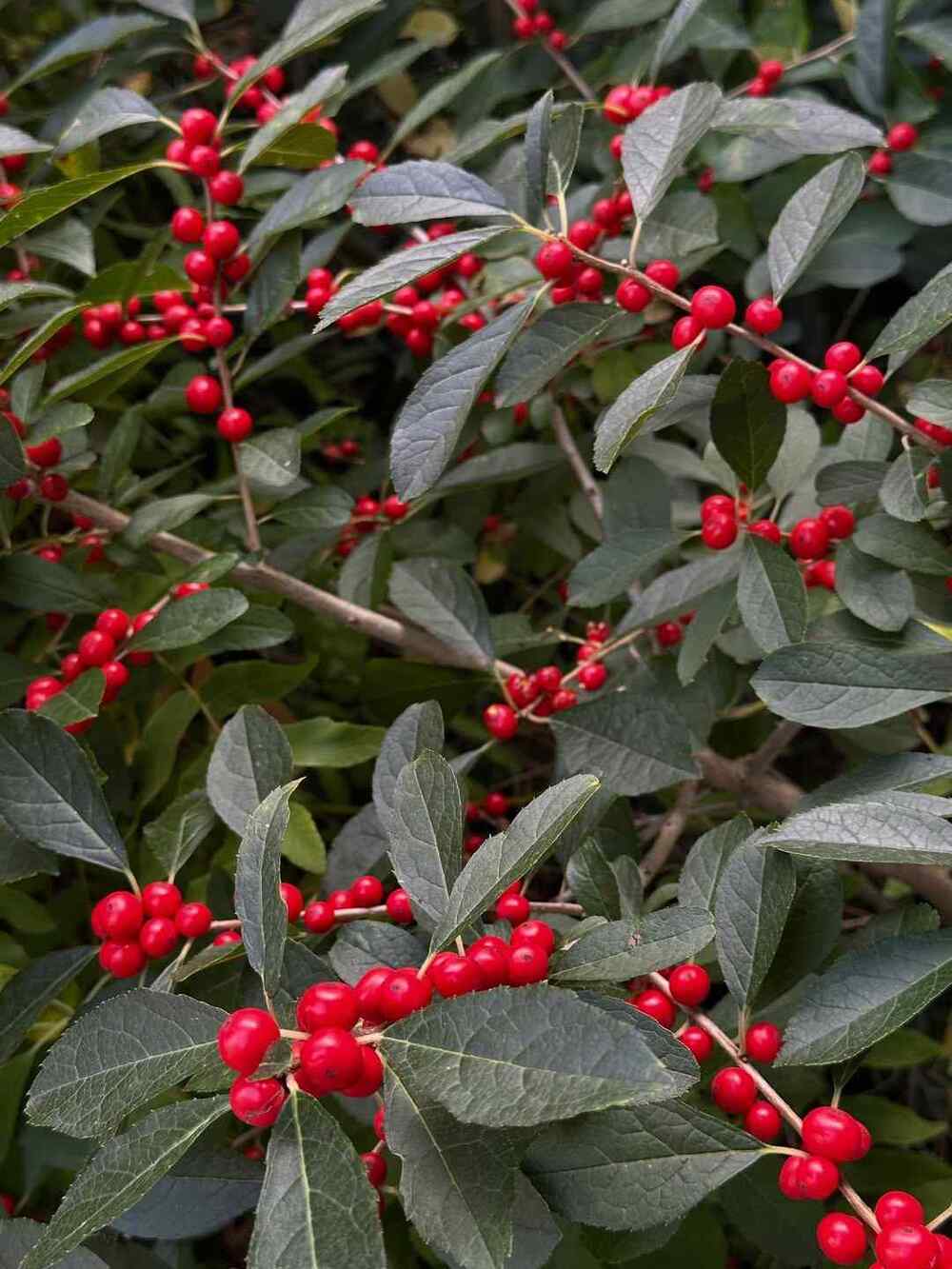 Winterberry for Kentucky landscapes