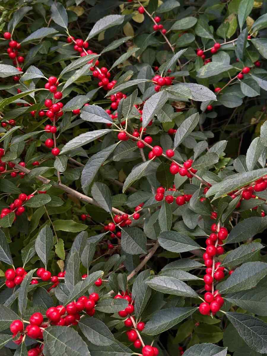Winterberry hardy shrubs for Pennsylvania landscaping