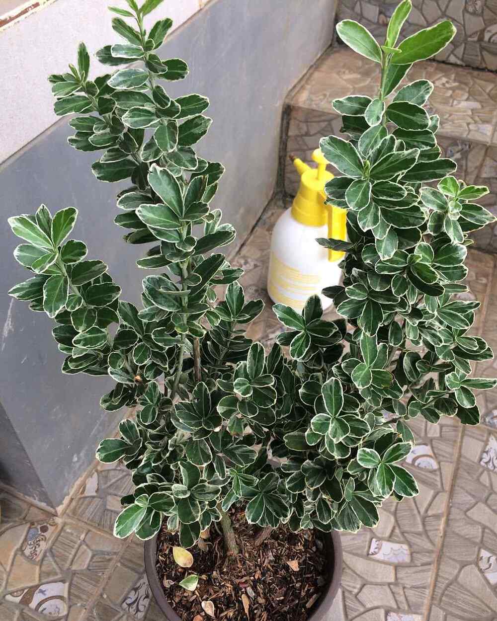 Wintercreeper, credit-happy_greenhouse