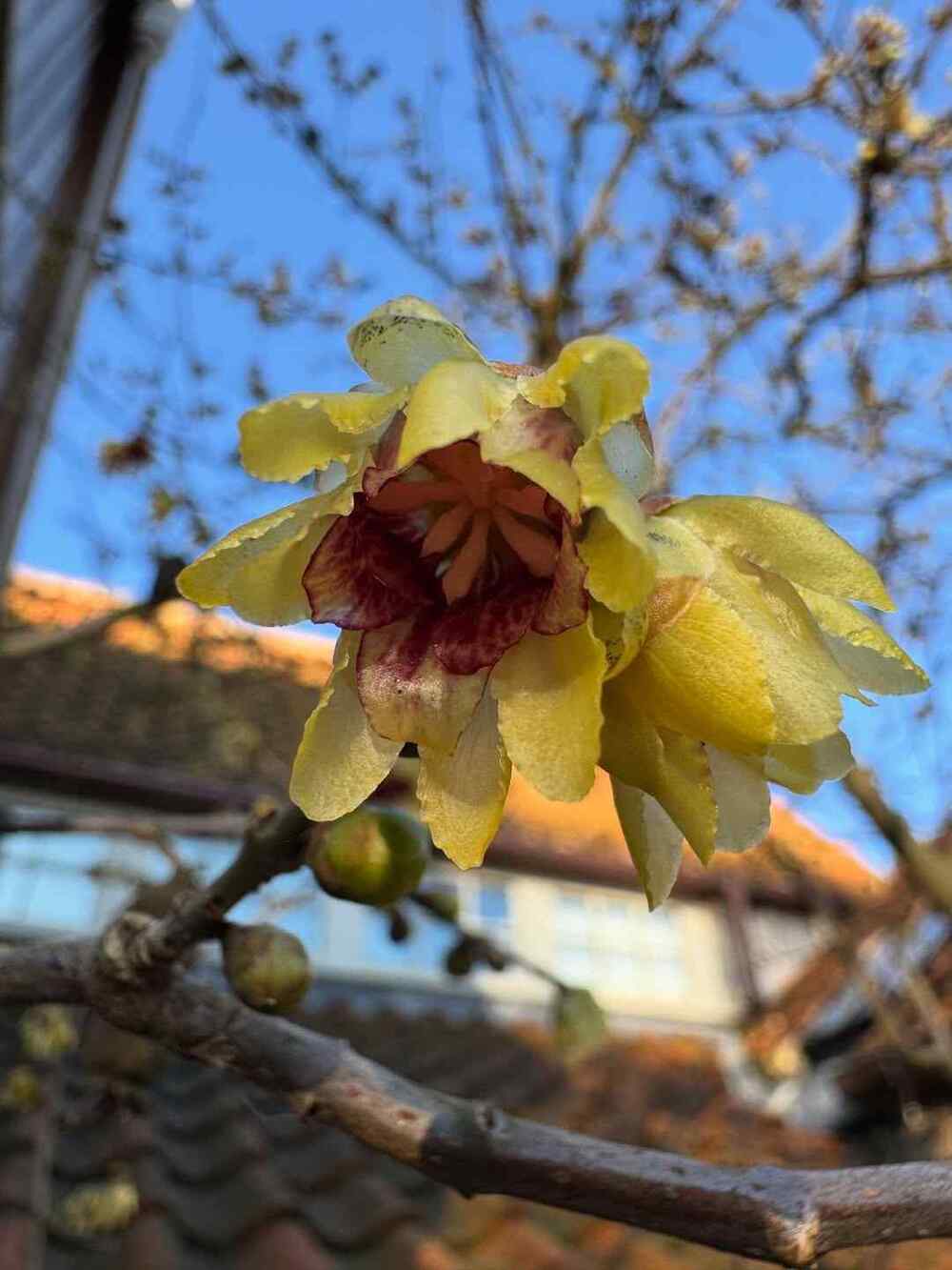 Wintersweet, credit-ianaubreystubbs