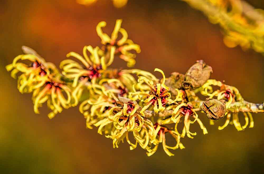 Witch Hazel